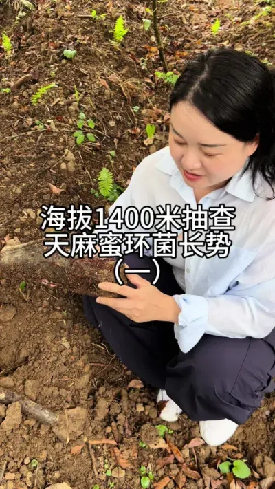 1400׳ۻƣһ #ũݪֲ #ݪֲ#ũ @С