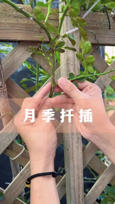 Ǥ¼Ҫɻʸѡ֦#¼ #ֲ #С֪ʶ #İ