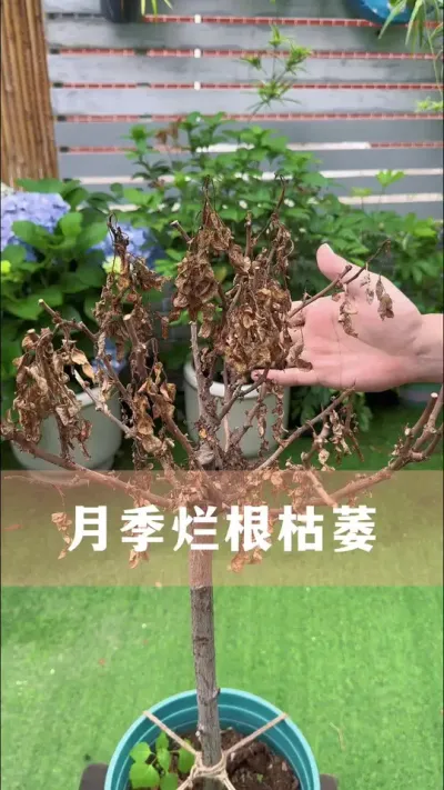 夏天月季烂根枯萎怎么办#花卉绿植 #养花小知识 #爱生活爱养花 #分享养花经验