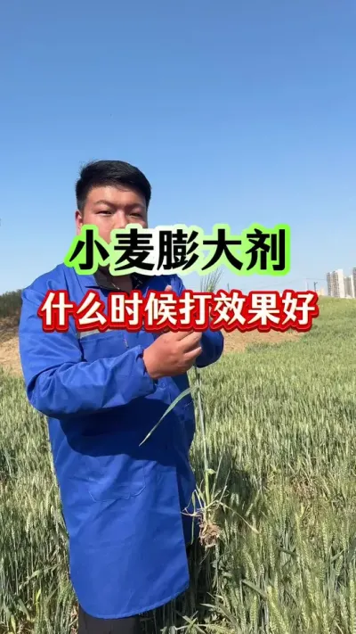 小麦膨大剂，到底什么时候打？ #小麦种植 #小麦膨大剂 #小麦灌浆期 #种植小技巧