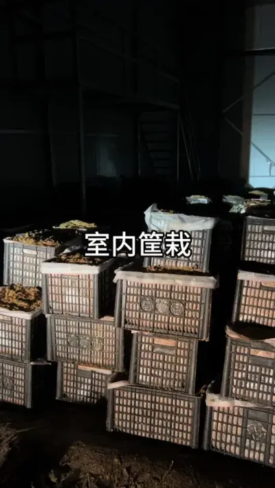 ڿǰ׼ #շ#ݪֲ#ũ @С