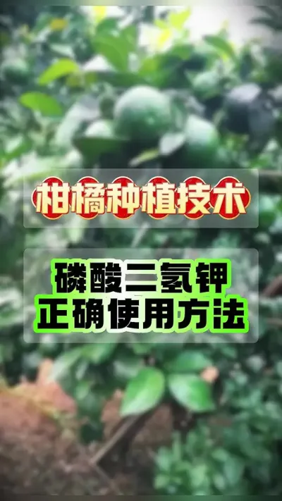 #上热门 🌱【柑橘种植户必看！磷酸二氢钾用错=白花钱！】🌱 #果树管理 #科学用肥 #柑橘种植 #磷酸二氢钾