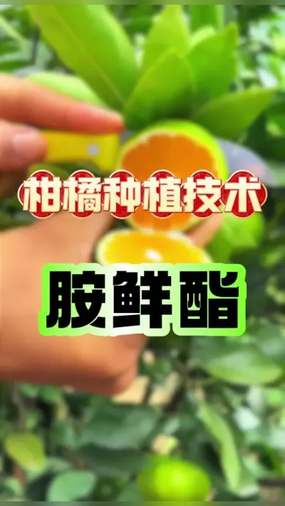 ô#ݪֲ #ٹ # #ũ #ũҵС֪ʶ