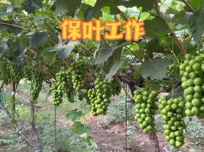 ݪֲǱҶĹ##ݪֲ #ũҵݪֲ #õ#ũ