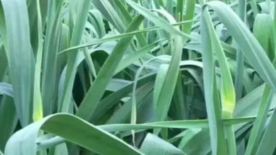 ݪֲ ĳ߲ݪֲռƻ#ֻƬܼ¼ݻ #ũҵ֪ʶ #ũҵũ # #ѧũ