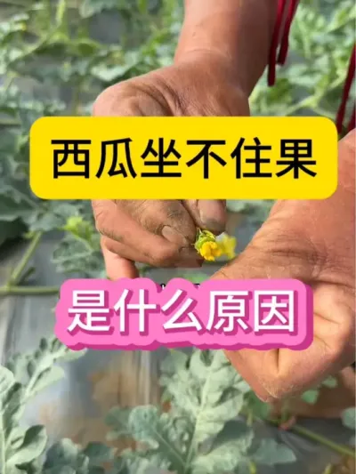 #抖音助农在行动 #抖音三农热点 #抖音助力三农