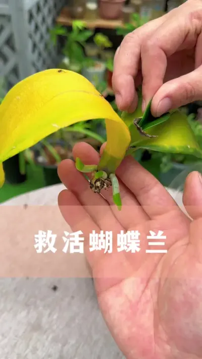 烂根蝴蝶兰的拯救方法#养花小知识 #蝴蝶兰 #养花小知识 #花卉绿植