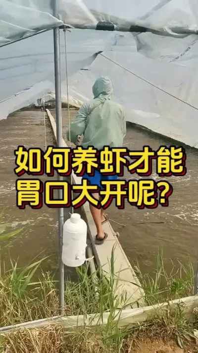 如何养虾才能胃口大开呢#养虾人 #嘉骏新水产 #对虾养殖 #南美白对虾 #嘉骏集团