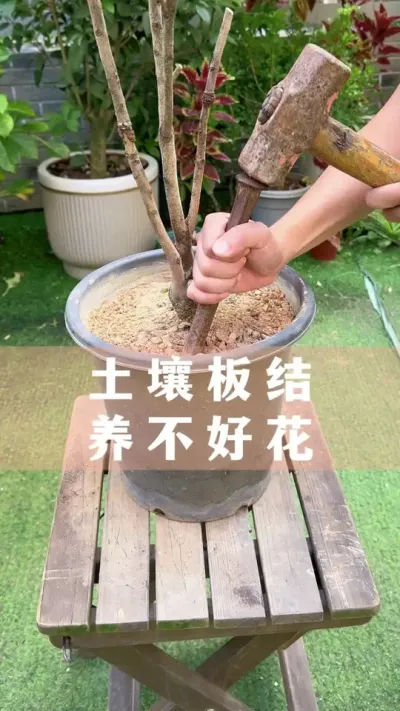 Ѱѻ#ֲ #С֪ʶ #İ