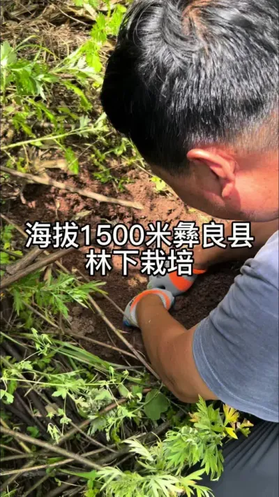 ����1500������������ݪֲ #��ũ #��ũ������ #ҩ��ݪֲ #����ݪֲ @����С����