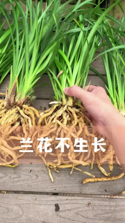 兰花不生长也不开花要怎么养#兰花 #花卉绿植 #养花小知识