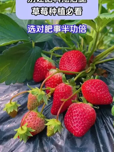 ÷ϺȲݮݪֲؿ @ش—Թ @ش-ˮܷԴͷ @ش-Դͷ #ݪֲС #ݮݪֲ #ũҵݪֲ #ũ֧ũ #ش