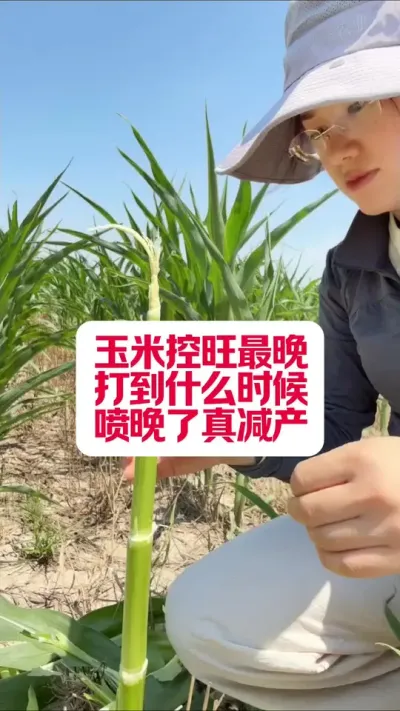 ���׿���������ʩ��ʲôʱ�� #��ũ���ж� #������ũ���� #��Ҫ������ #�׽���³��ũ�˵���ֱ������