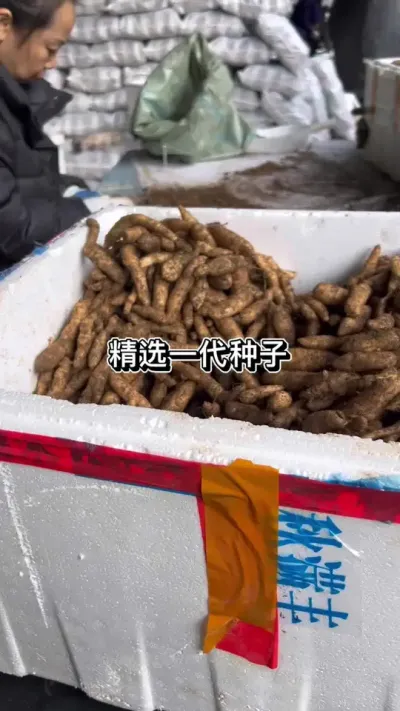 ѡһ #ũݪֲ #ݪֲ #շ@DOU+С