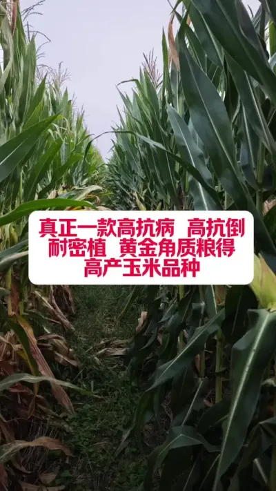 ߲ƽԷ767Ǹ߲ #ũҵݪֲ #ũ #עũ #ũҵݪֲ #ũũ