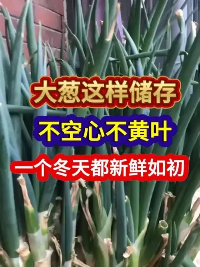 治ĲҶһ춼 # #Ҫ #ݪֲ #ũҵݪֲ #ũҵ֪ʶũ