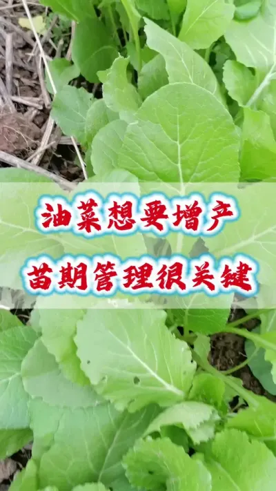 Ͳڹ#Ͳݪֲ #Ͳݪֲ #Ͳ˸߲Ҷ #Ͳ