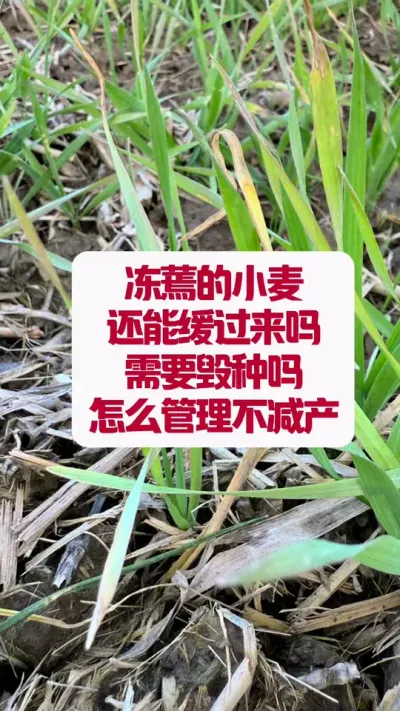 СӰСҪ #ũũ #ݪֲС #ũҵݪֲ #ũ