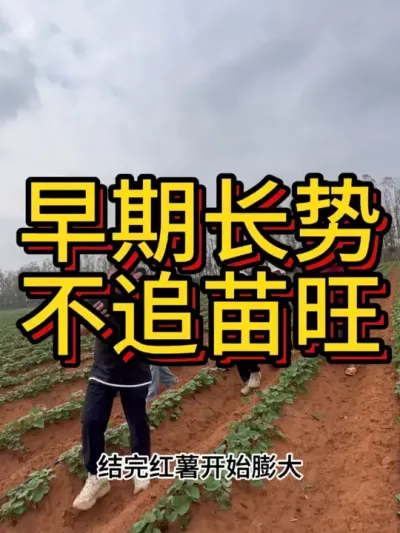 ݪֲҪ̫#ũҵݪֲ #ݪֲ #ݪֲ #ڵʩ #