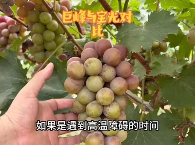 ޷֮ĸһ# # #޷ #ũҵ #ݪֲ