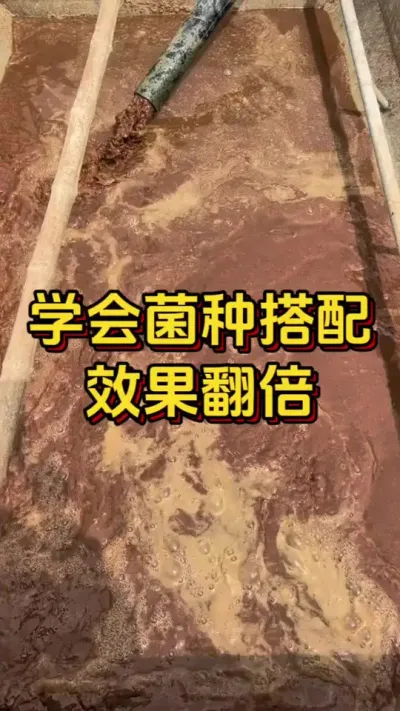 学会菌种搭配，效果直接翻倍#养虾 #南美白对虾 #养虾人 #嘉骏集团 #嘉骏新水产