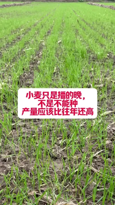 С󾿾ܲ #ݪֲС #ũҵݪֲ #ũҵƹ #ũ֧ũ #ݪֲ