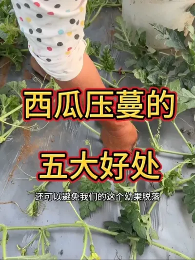 #抖音扶农 #抖音扶农助农 #抖音扶农上热门