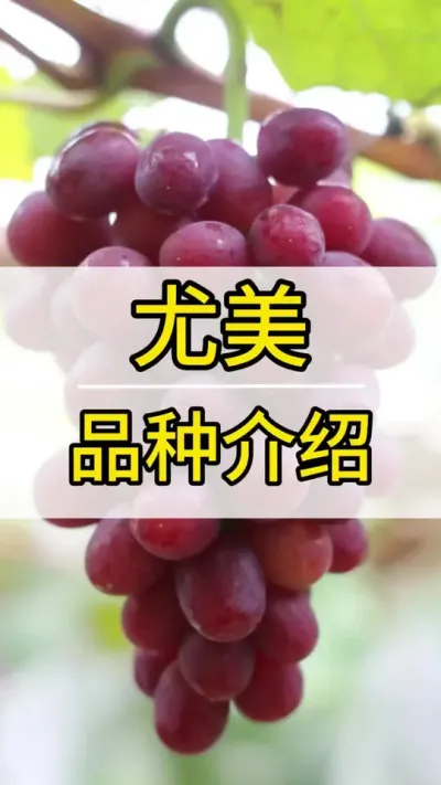  Ʒ #ݪֲ #ũ2022 #õ #ݪֲ  #Ʒ