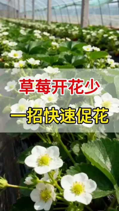 ݮŻٳٲŻһƿ㶨#ѿֽ#ũ#ٻ