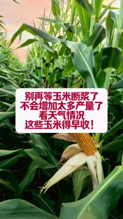 վ͵հɣ #ũ֧ũ #ũ #ѧݪֲ