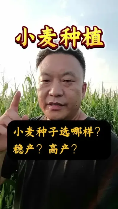 СѡֵļҪ#Сݪֲ #С