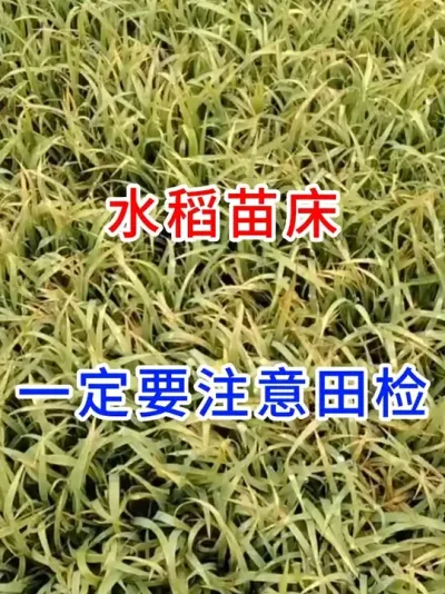 水稻苗床一定要注意田检 #水稻种植交流  #幸福乡村春耕季  #分享农业知识帮农民增产增收  #农业种植