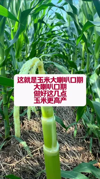 ʲô׵Ĵȿ⼸ײŻ߲ #ũҵݪֲ #ݪֲũҵС֪ʶ #ũ֧ũ #ݪֲС