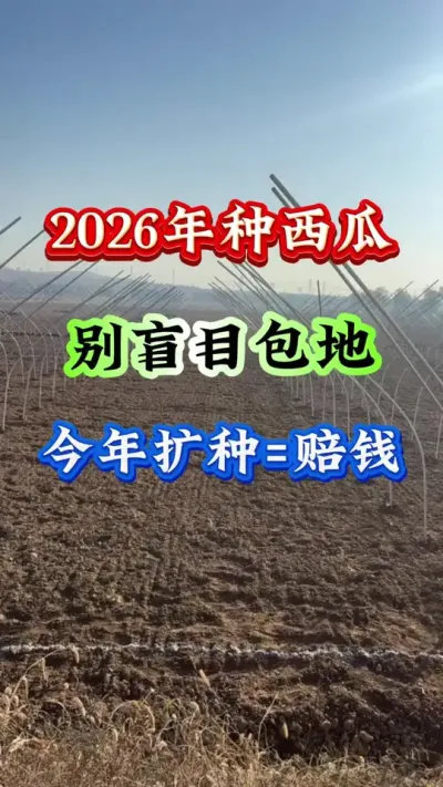 西瓜种植 2026年种西瓜别盲目包地今年扩种等于赔钱 #西瓜种植 #西瓜管理 #西瓜高产 #西瓜行情