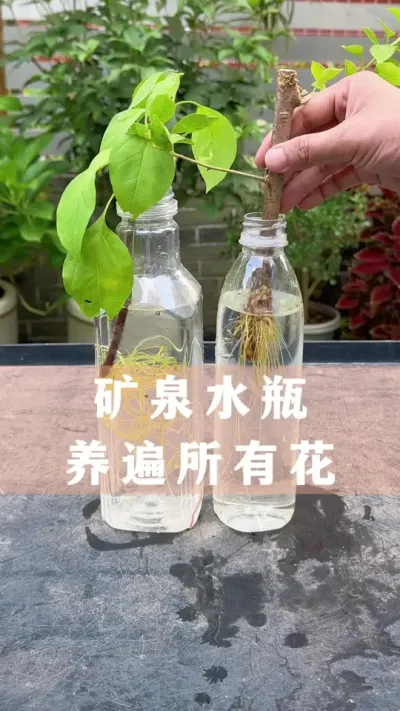 ÿȪˮƿл#ֲ #С֪ʶ #İ