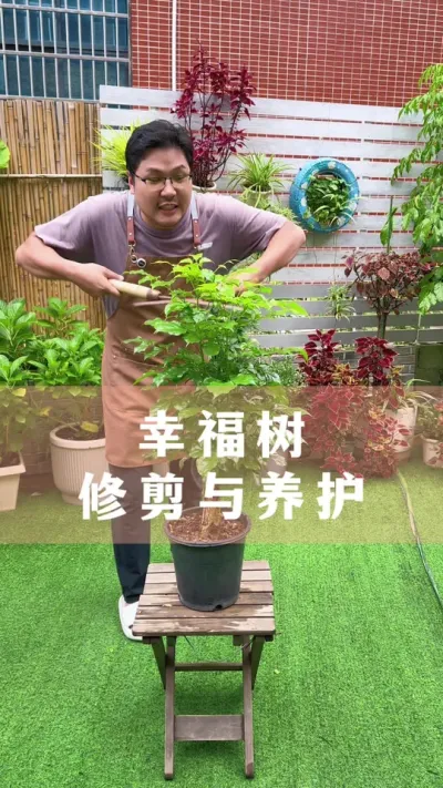 Ҹ޼#Ҹ #ֲ #С֪ʶ #İ