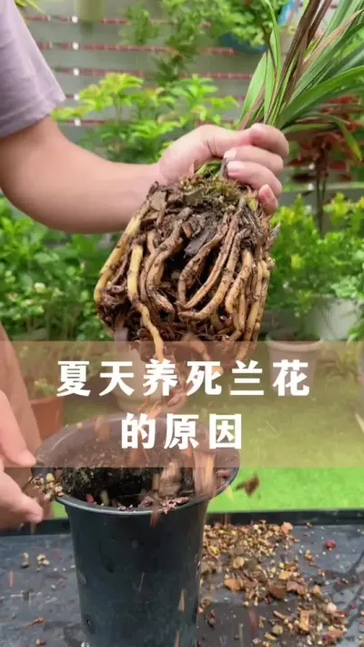 ��������������Ե��ԭ��#���� #������ֲ #����С֪ʶ #������������