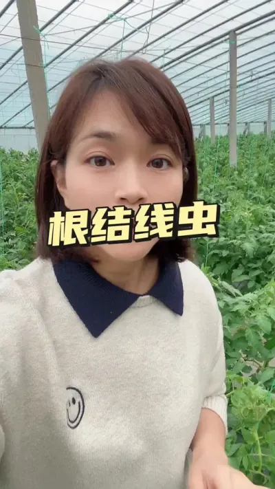 #根结线虫#西红柿大嫚儿#大棚西红柿#西红柿种植技术#记录我的种植生活 需要就点小黄车吧@抖音小助手