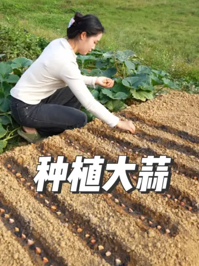 ݪֲıķ̳ #ݪֲС #ũ #ݪֲ #ݪֲ #ݪֲ̳