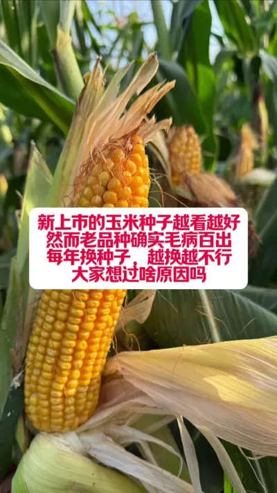 ƷһǺƷȫǲԽԽ #ũҵݪֲ #ũ #ũũ #ũҵ֪ʶ