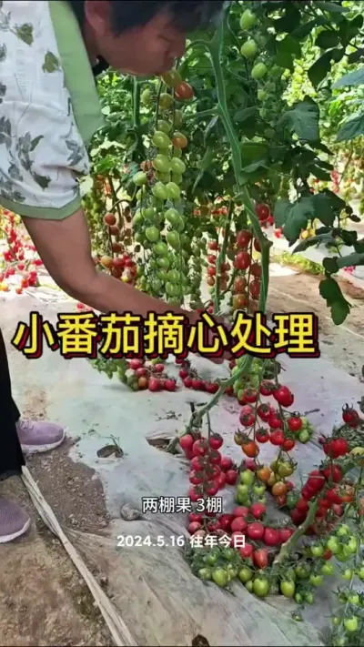 小西红柿的管理方法#圣女果种植 #西红柿 #三农 #种植小技巧 #蔬菜杨大姐 @抖音创作小助手 @DOU+小助手 @DOU+上热门