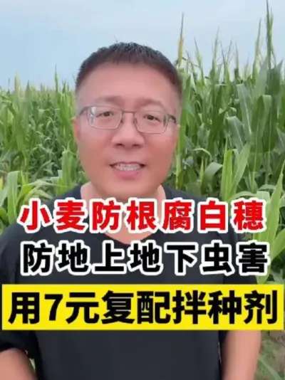 Сϵ³溦7ԪּЧã #Сݪֲ #Сּ #С߲  #Сݪֲ #Сݪֲ @˵ũҵ