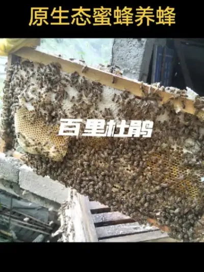 # #շ # # ɽ@С @DOU+С