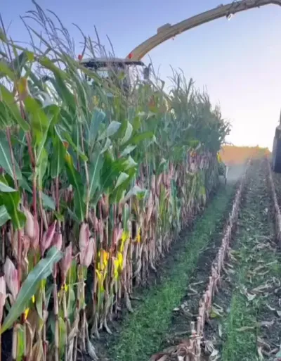 1983ഢĿ… # #ִũҵе