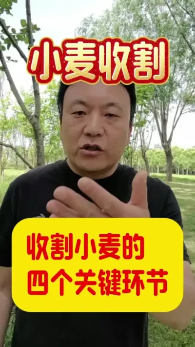 收割小麦的四个关键环节。#小麦收割 #小麦管理