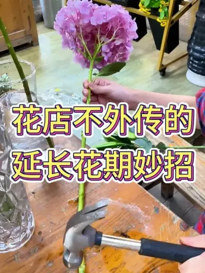 겻컨# #С֪ʶ #ֲ # #