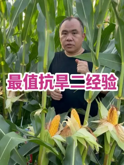 ֵ Сԣѡ񿹺ƷǮ#ũҵݪֲ