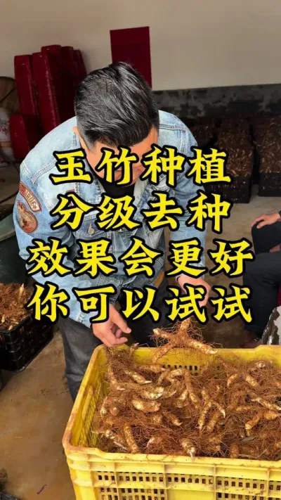 玉竹种植，分级去种，效果会更好.你可以试试？ #玉竹 #中药材种植基地 #种植小技巧 #抖音助农 #新农人计划