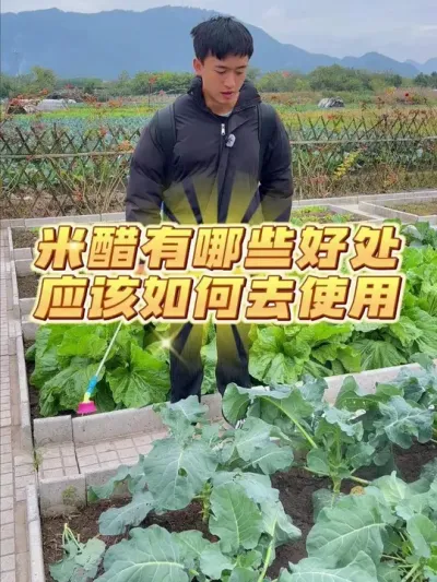 今天给菜园里的所有蔬菜喷施米醋+水果酵素~ #种菜 #种植小技巧 #关注我一起学种菜 #米醋 #我的小菜园