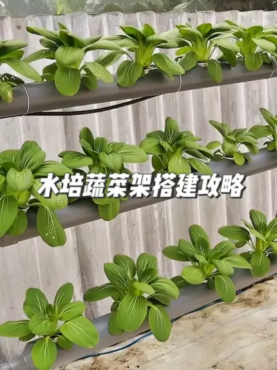 ֲеҲѧᣡˮ߲֧ܴȫٿ #ݪֲС #԰С #ˮ߲װ #ֲ #շ